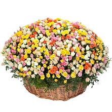 Премиум букет из: Розы #REPLACE_PRED# Красные Баки